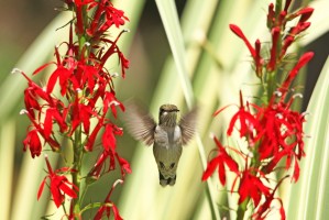 Between Two Cardinals